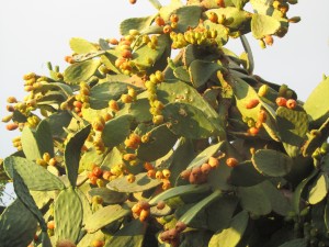 fruits-of-sicily